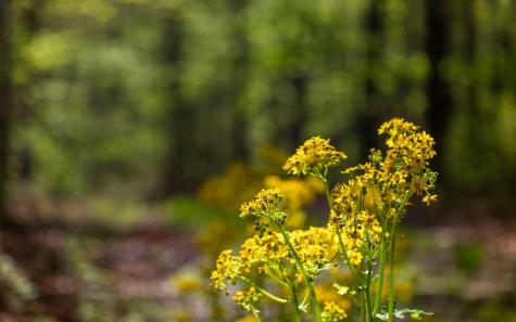 384 Clouse Hill Road Tracy City TN 37387