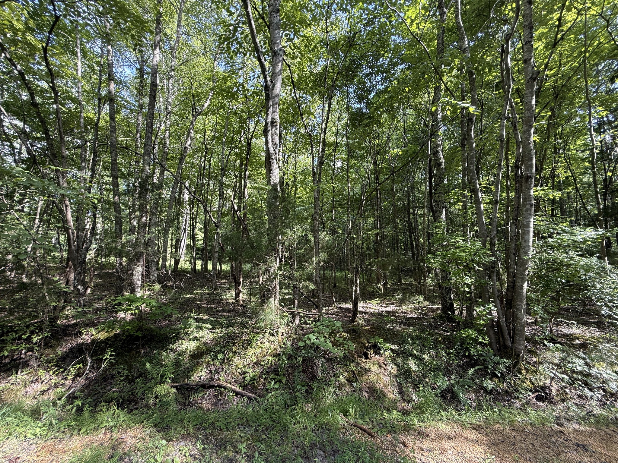 0 Webb Road Extension Summertown TN 38483
