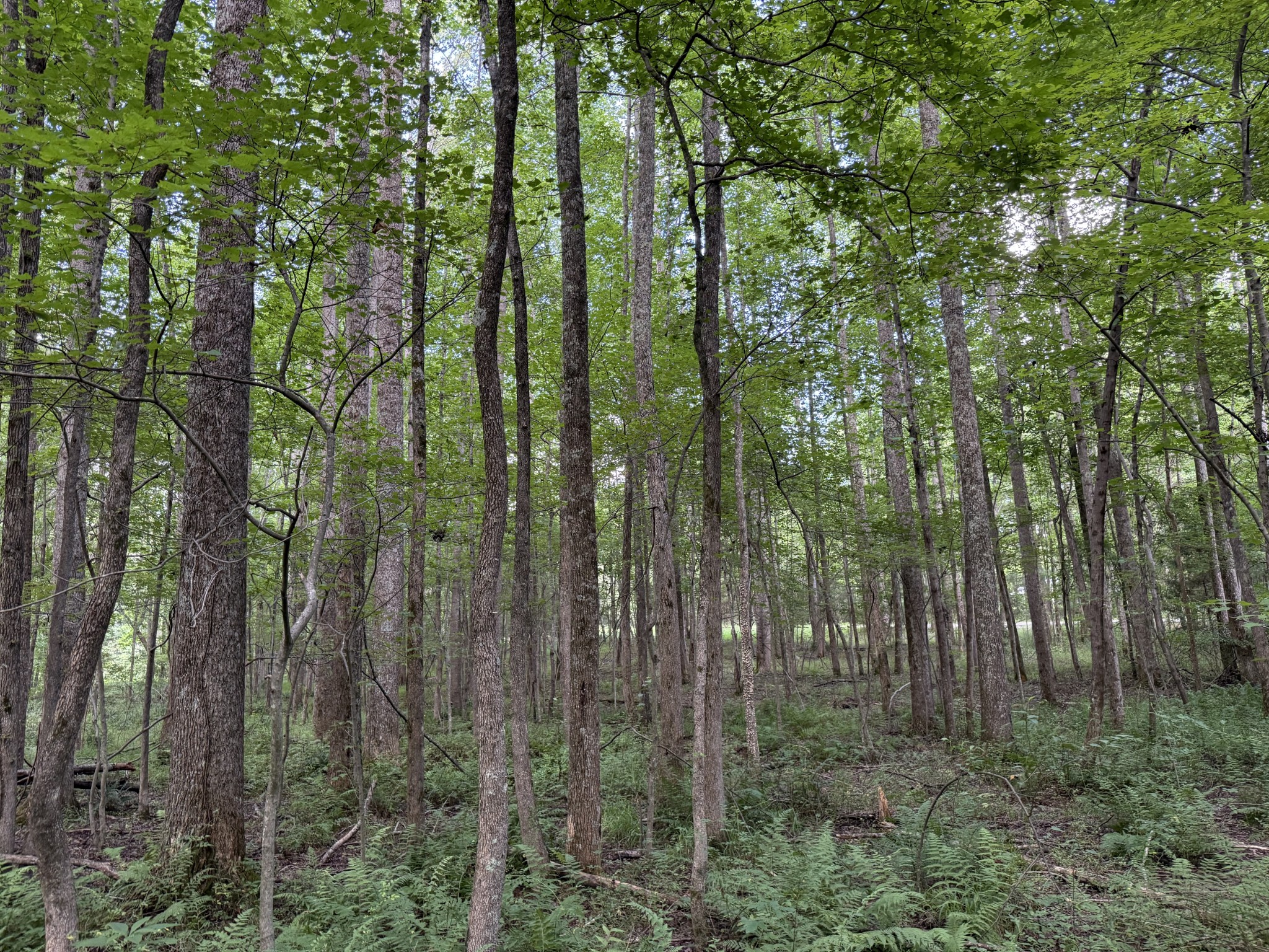 0 Webb Road Extension Summertown TN 38483