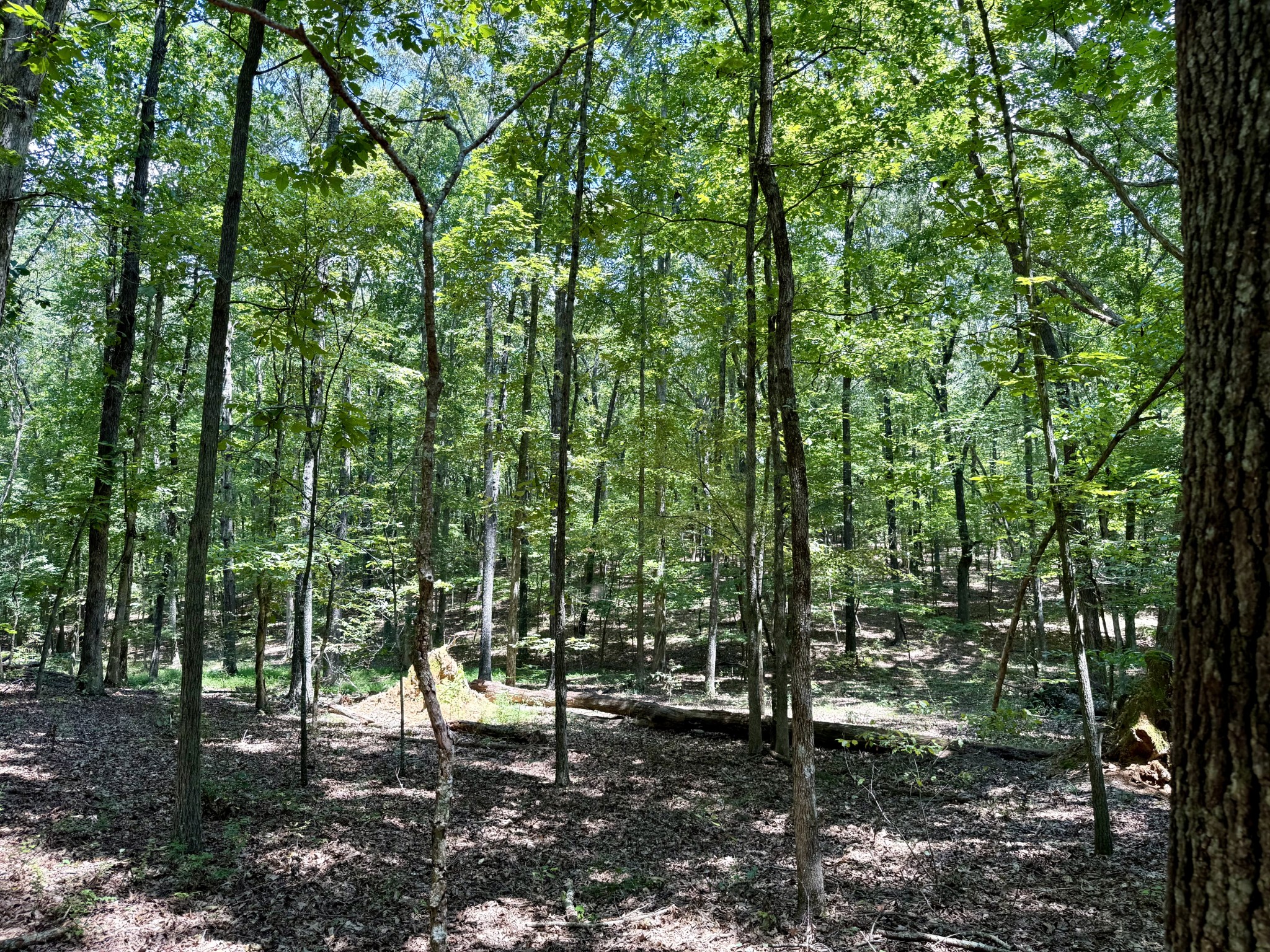 0 Webb Road Extension Summertown TN 38483
