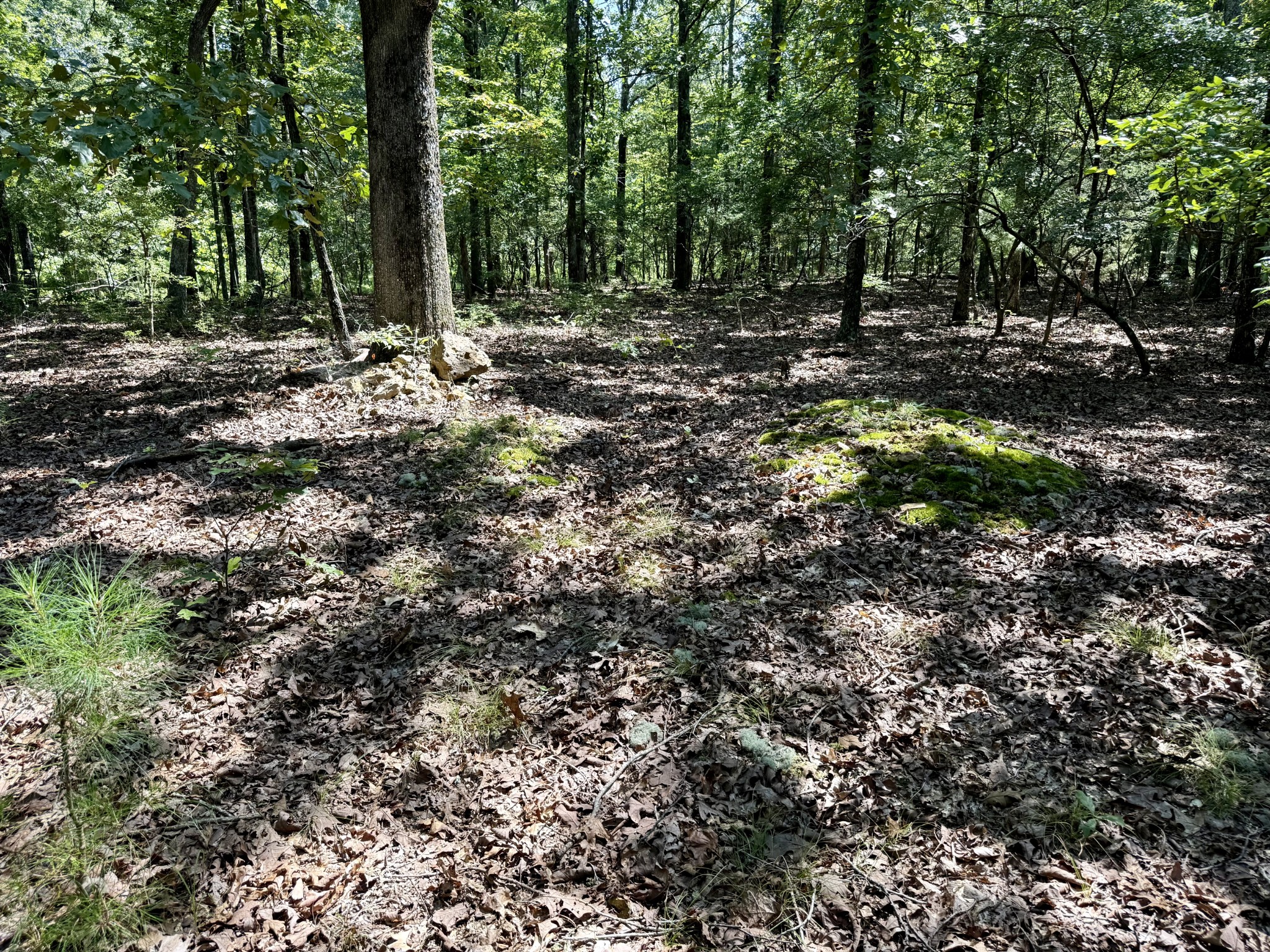0 Webb Road Extension Summertown TN 38483
