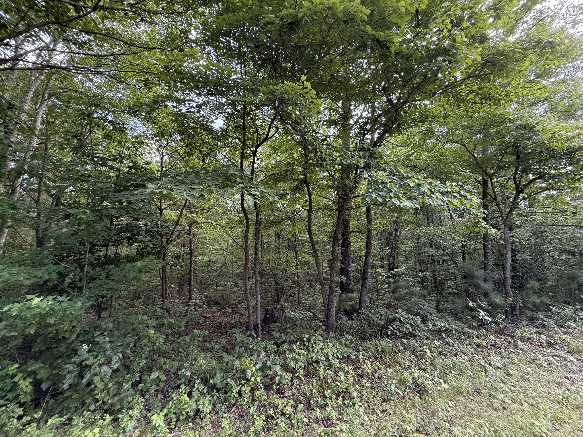 0 Webb Road Extension Summertown TN 38483