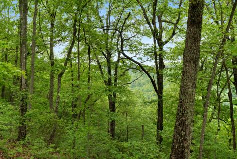 85 Twilight Point Monteagle TN 37356