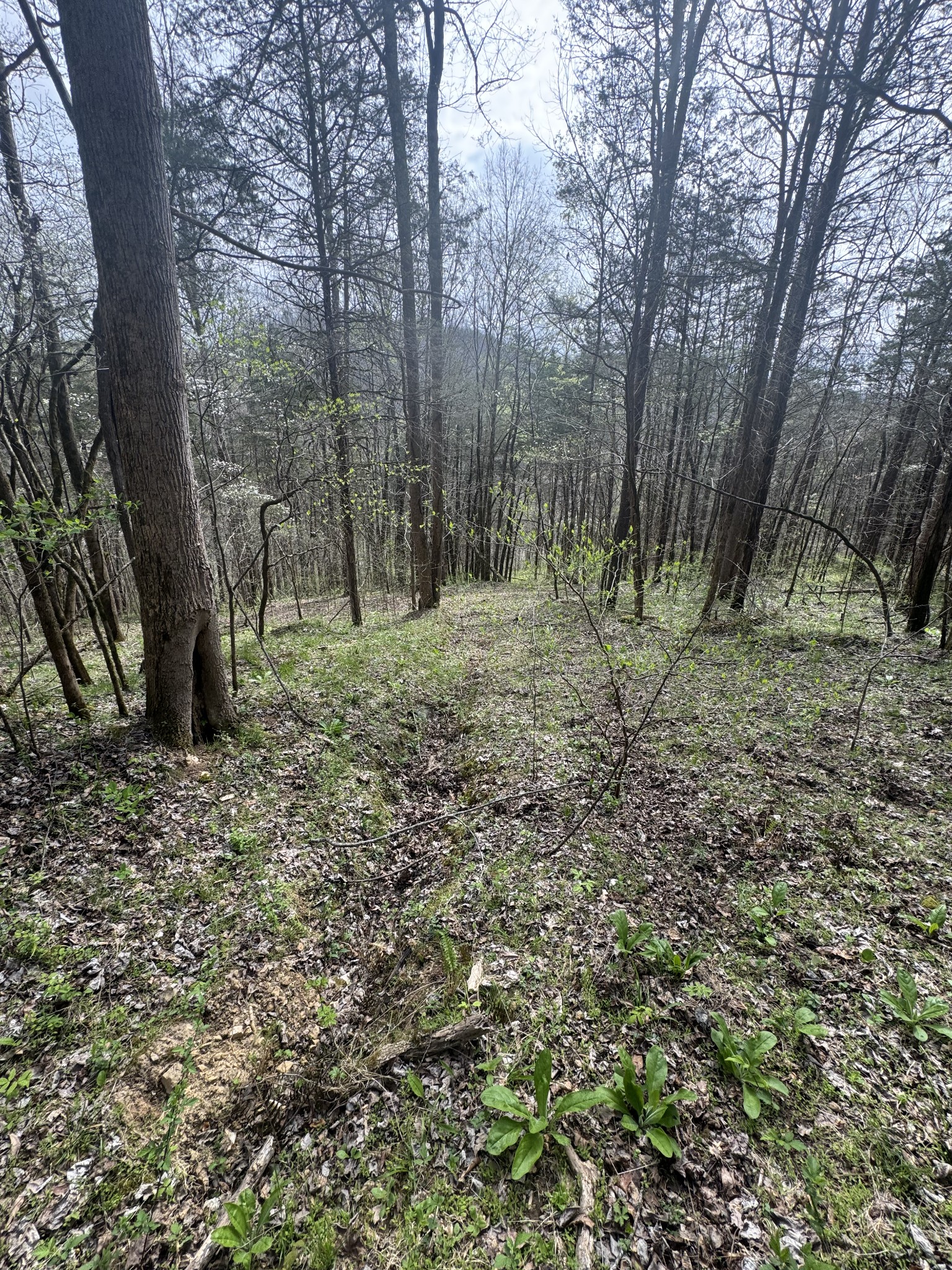0 Mcbroom Branch Road Baxter TN 38544