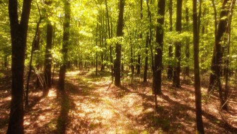 1188 Timberwood Trace Monteagle TN 37356
