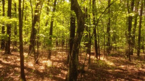 1188 Timberwood Trace Monteagle TN 37356