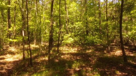 1188 Timberwood Trace Monteagle TN 37356