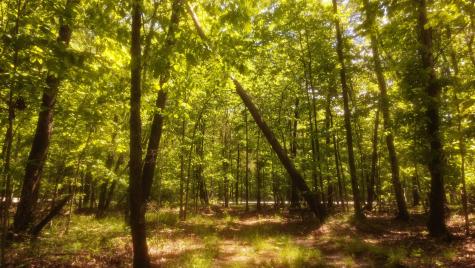 1188 Timberwood Trace Monteagle TN 37356