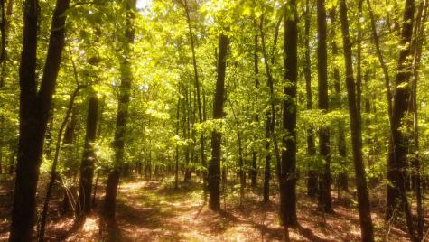 1188 Timberwood Trace Monteagle TN 37356