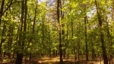 1188 Timberwood Trace Monteagle TN 37356