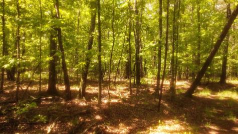 1188 Timberwood Trace Monteagle TN 37356