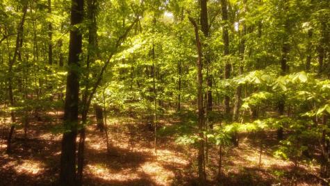 1188 Timberwood Trace Monteagle TN 37356