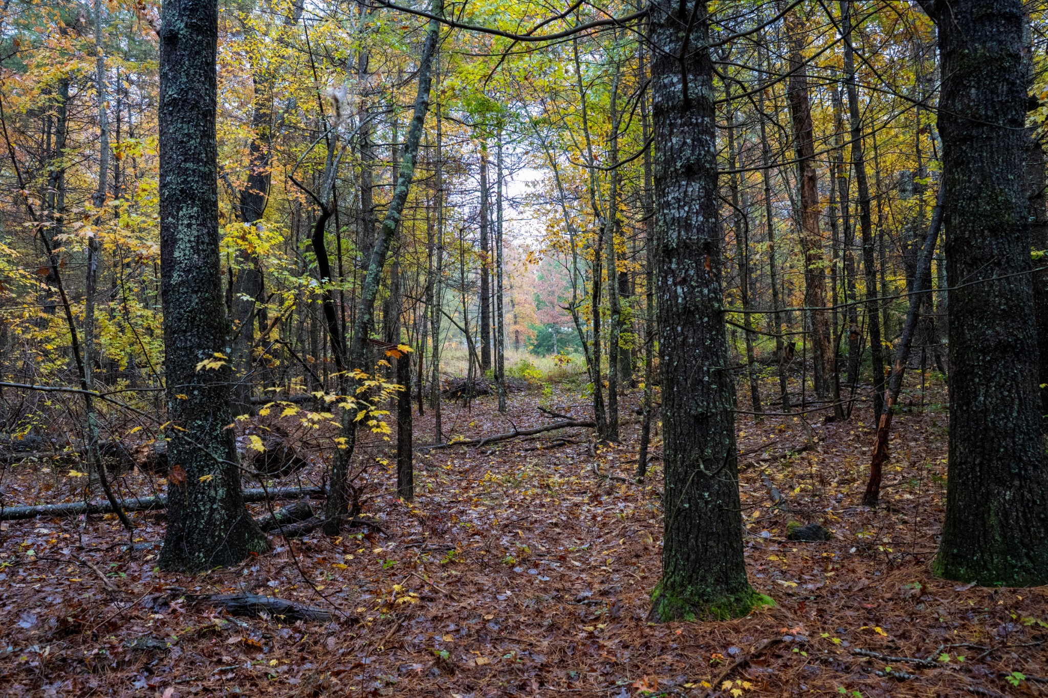 0 Trailhead Lane Jamestown TN 38556