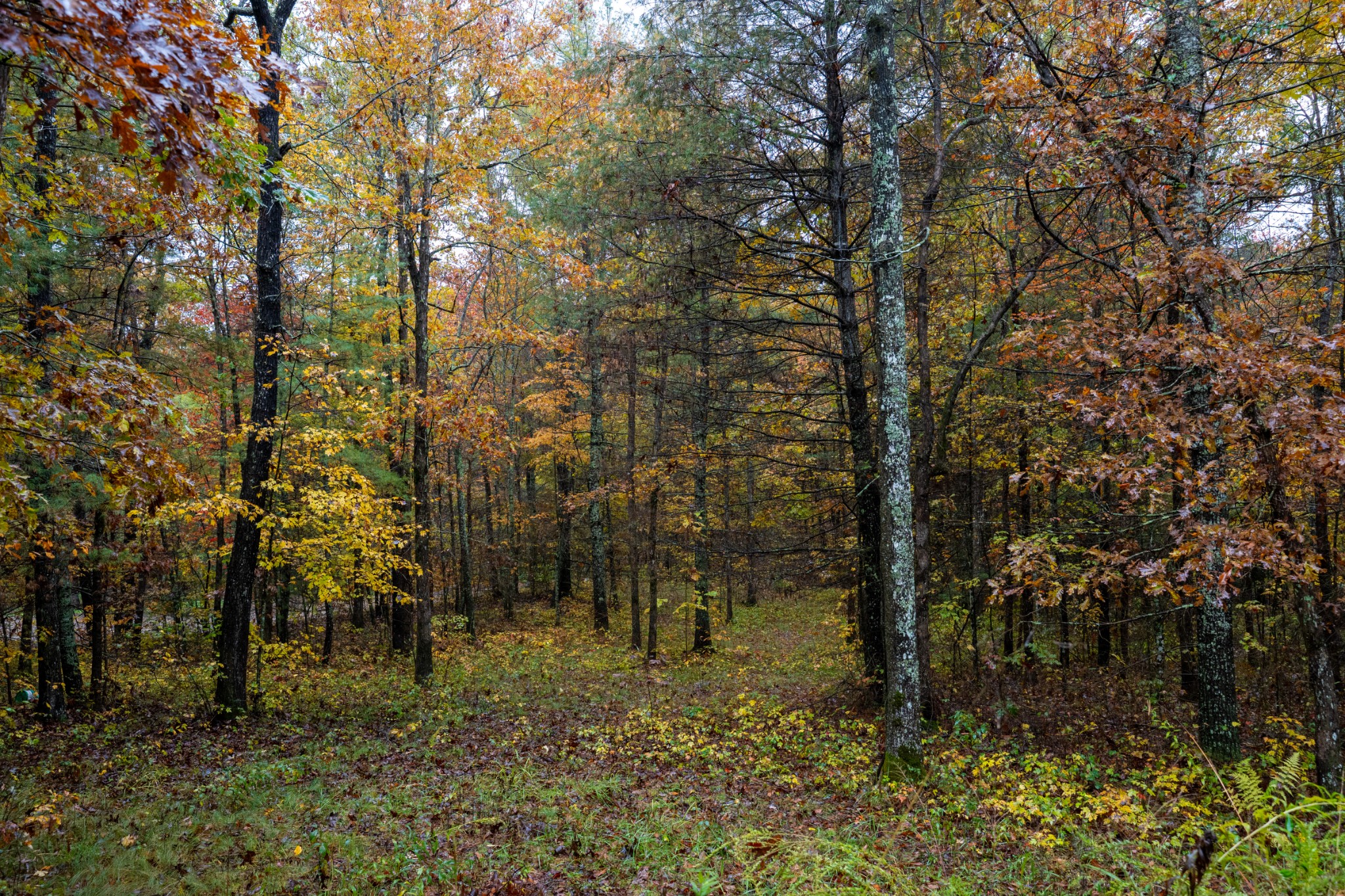 0 Trailhead Lane Jamestown TN 38556