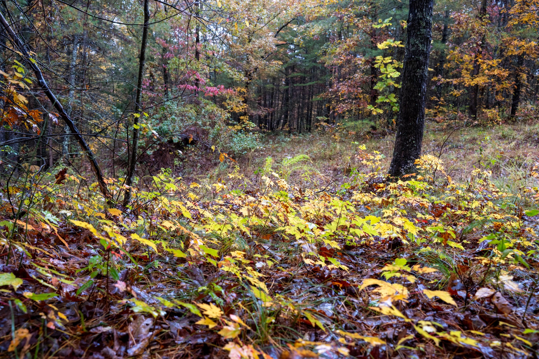 0 Trailhead Lane Jamestown TN 38556