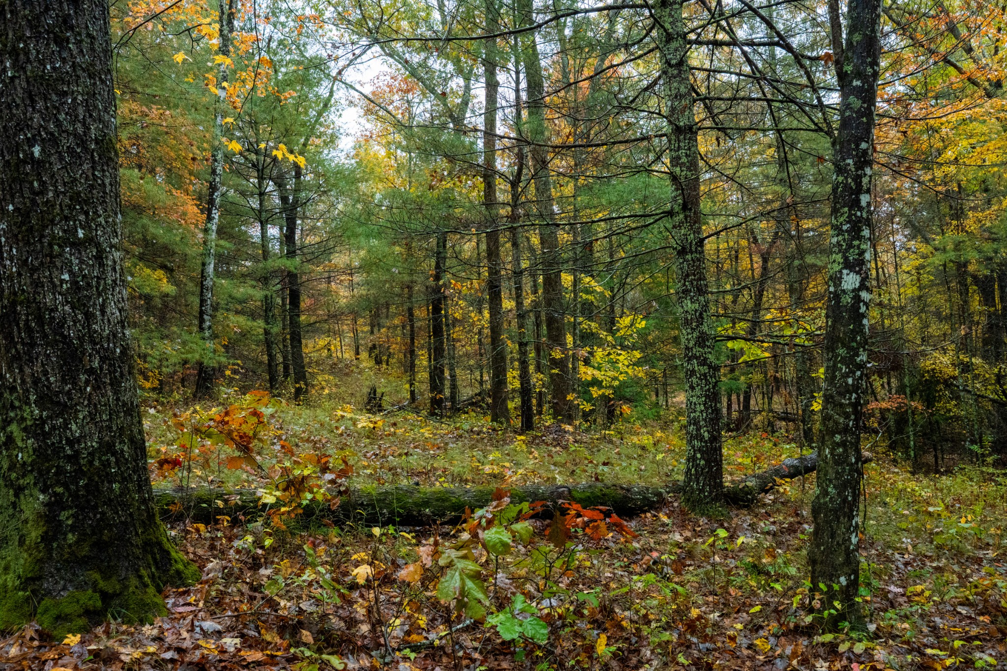 0 Trailhead Lane Jamestown TN 38556