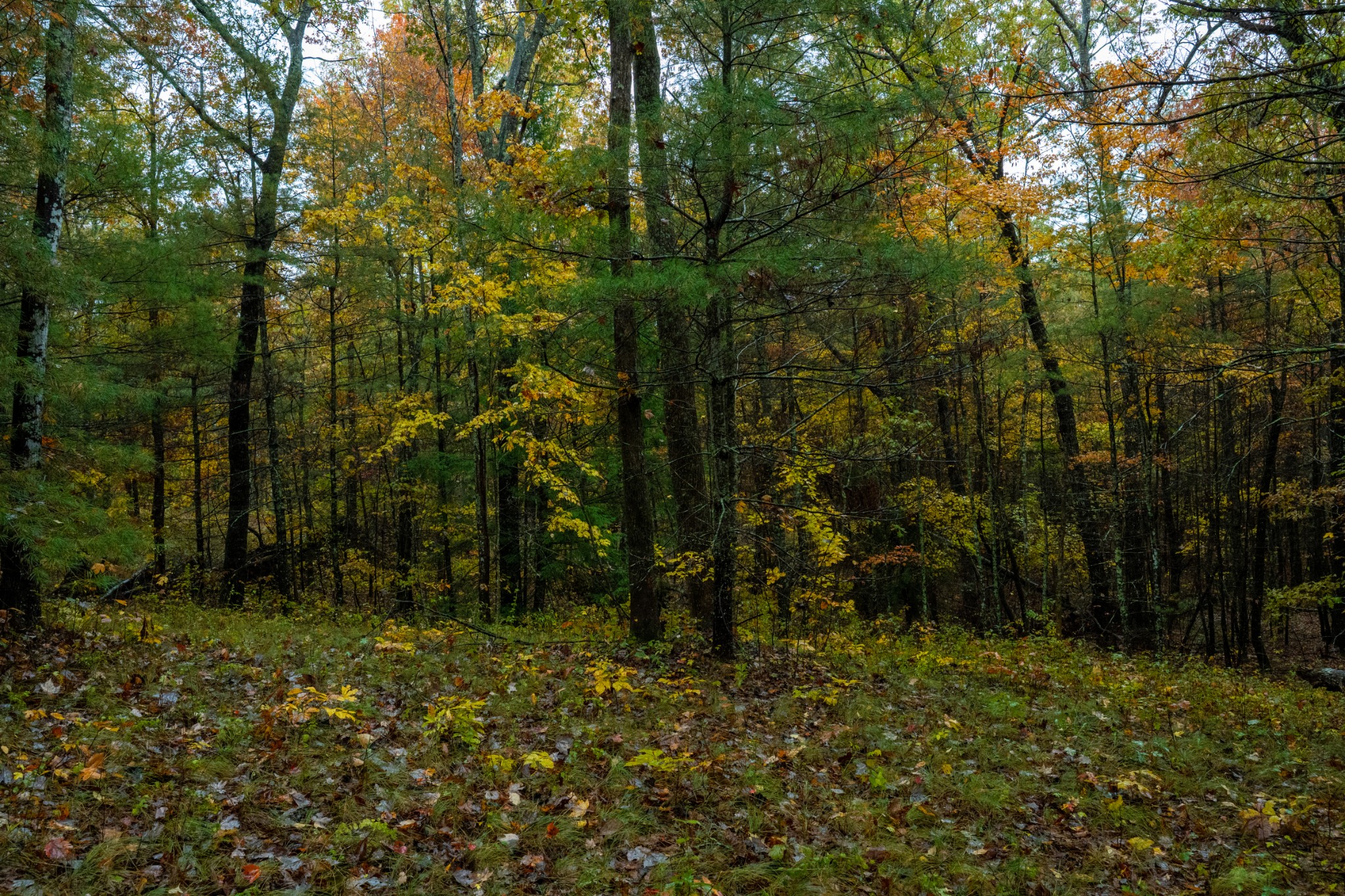 0 Trailhead Lane Jamestown TN 38556