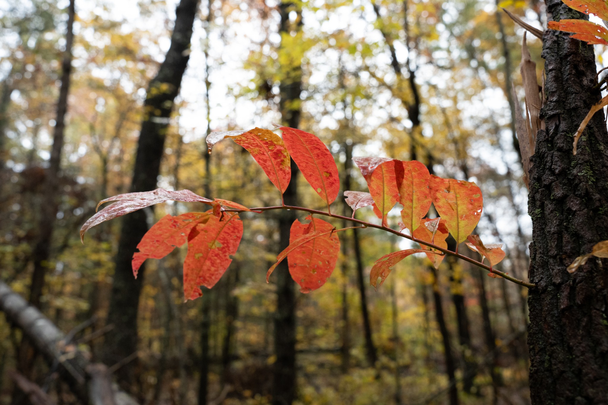 0 Trailhead Lane Jamestown TN 38556
