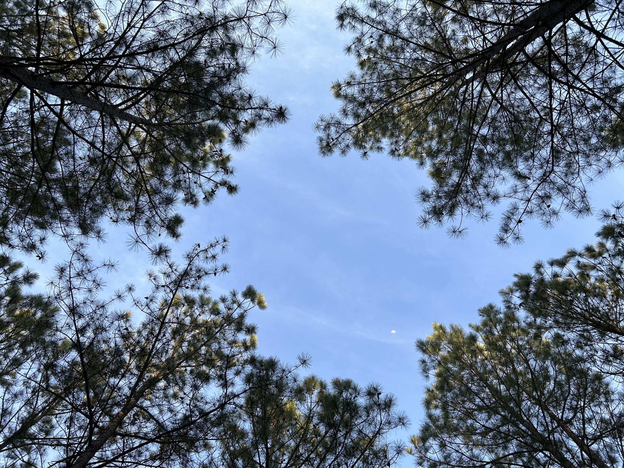 362 Cumberland Circle Jasper TN 37347