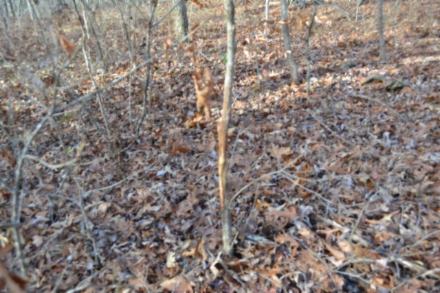 0 Shotgun Annie Road Jamestown TN 38556