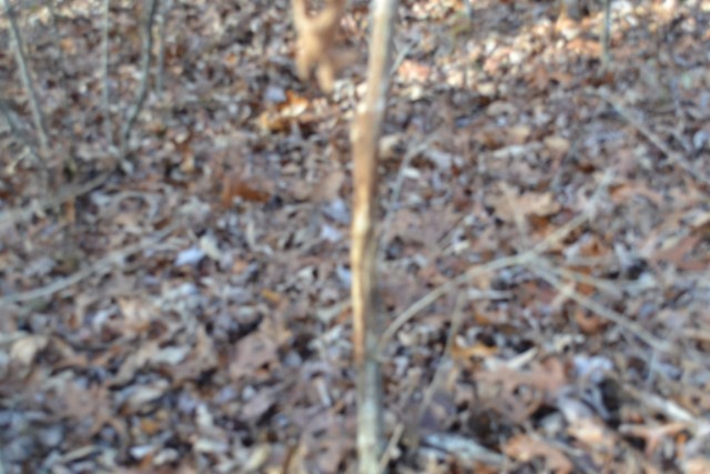 0 Shotgun Annie Road Jamestown TN 38556