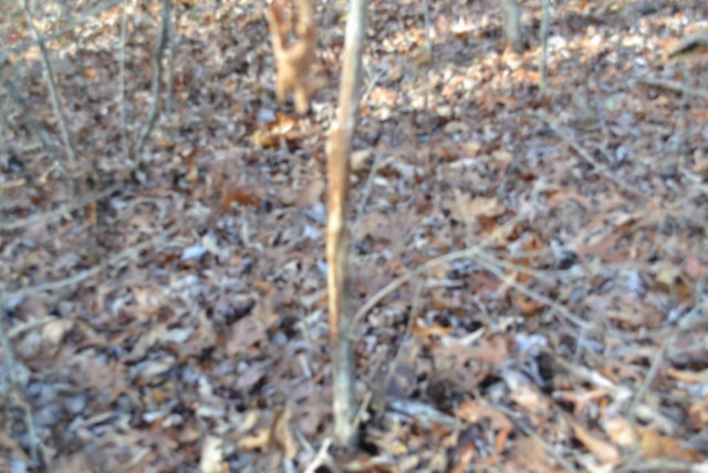 0 Shotgun Annie Road Jamestown TN 38556