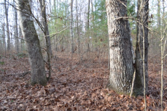 0 Shotgun Annie Road Jamestown TN 38556