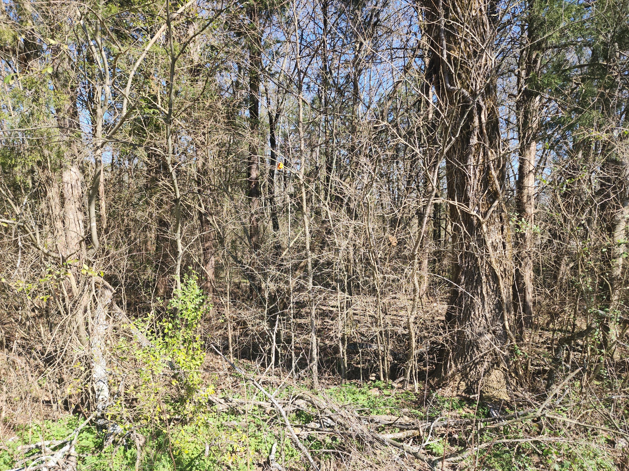 0 Haywood Hollow Road Columbia TN 38401