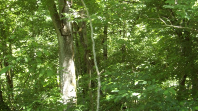 5155 Brimstone Creek Road Moss TN 38575