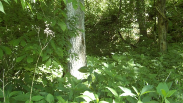 5155 Brimstone Creek Road Moss TN 38575