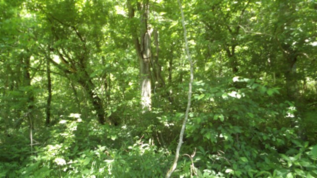 5155 Brimstone Creek Road Moss TN 38575