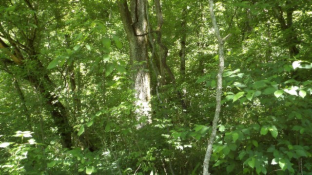 5155 Brimstone Creek Road Moss TN 38575
