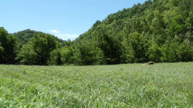 5155 Brimstone Creek Road Moss TN 38575