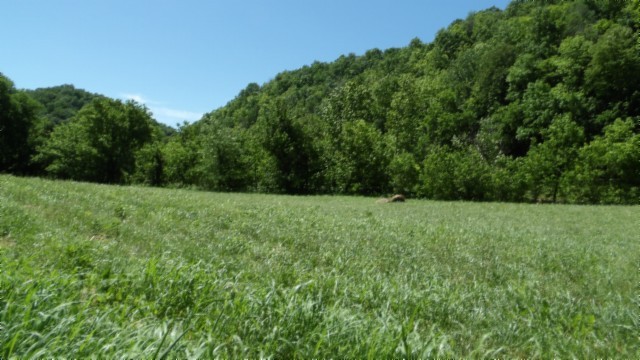 5155 Brimstone Creek Road Moss TN 38575