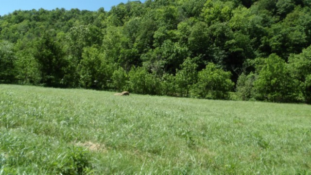 5155 Brimstone Creek Road Moss TN 38575