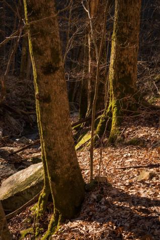0 Deer Run Road Altamont TN 37301