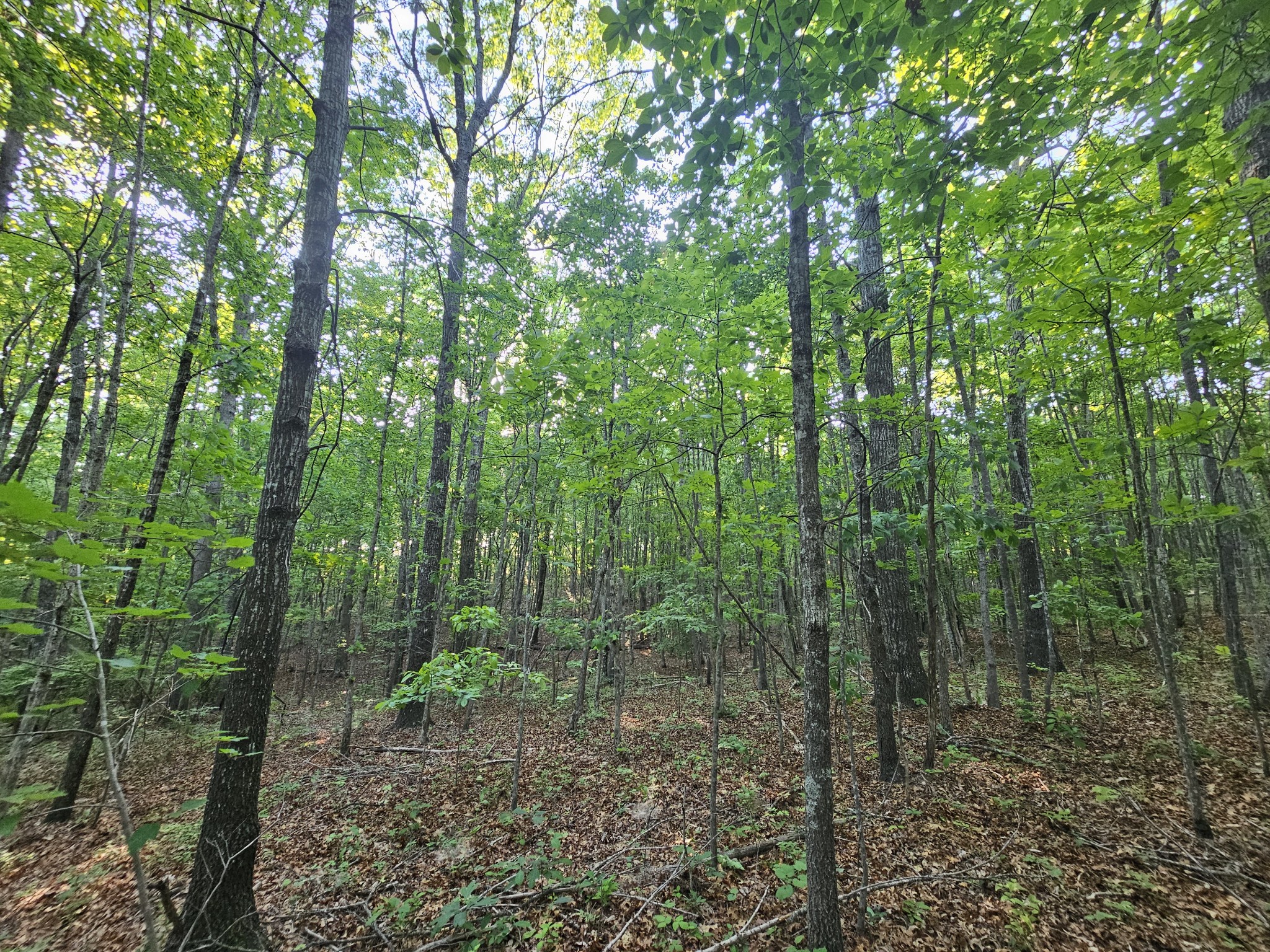10 Griswold Road Altamont TN 37301