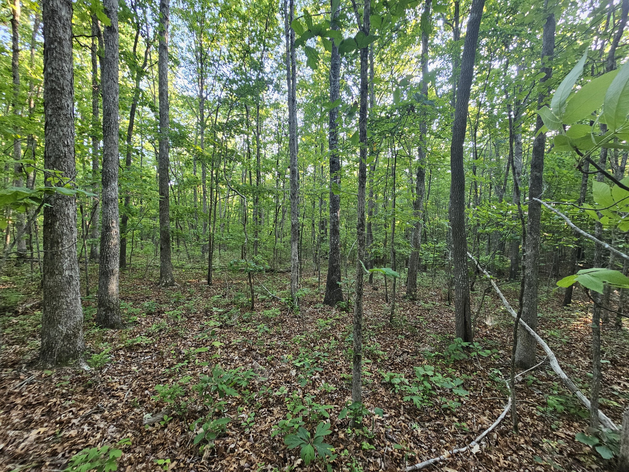 10 Griswold Road Altamont TN 37301