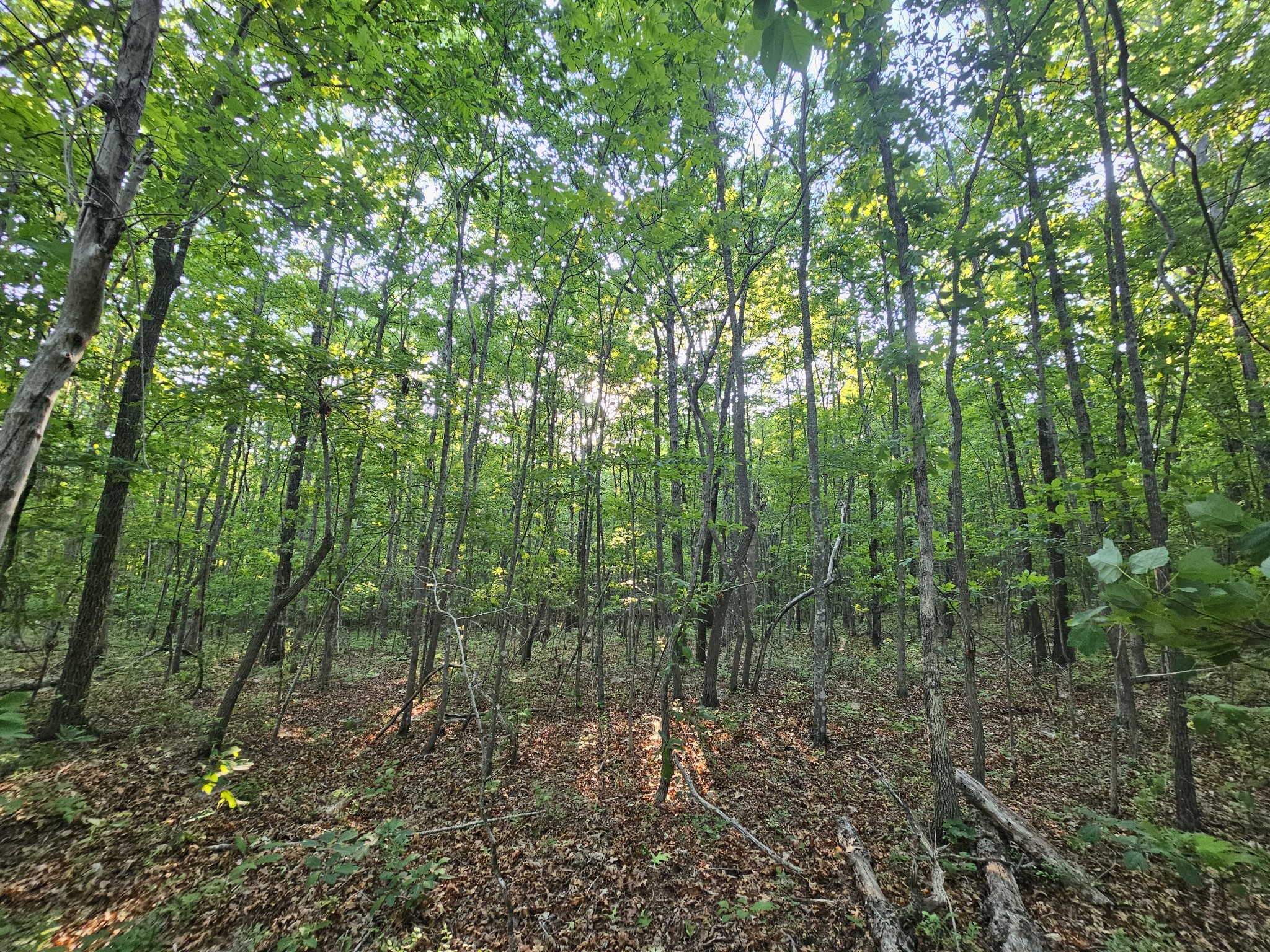 10 Griswold Road Altamont TN 37301