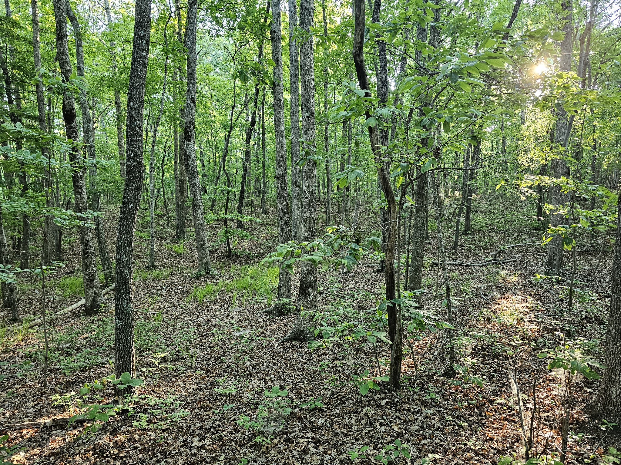 10 Griswold Road Altamont TN 37301