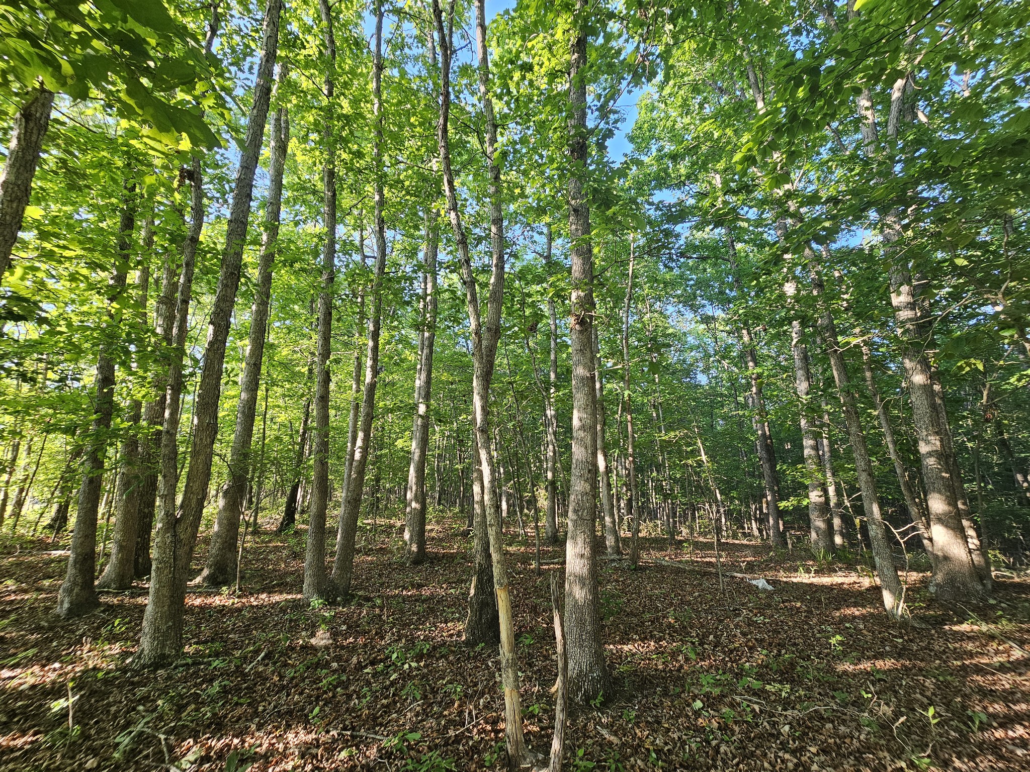 10 Griswold Road Altamont TN 37301