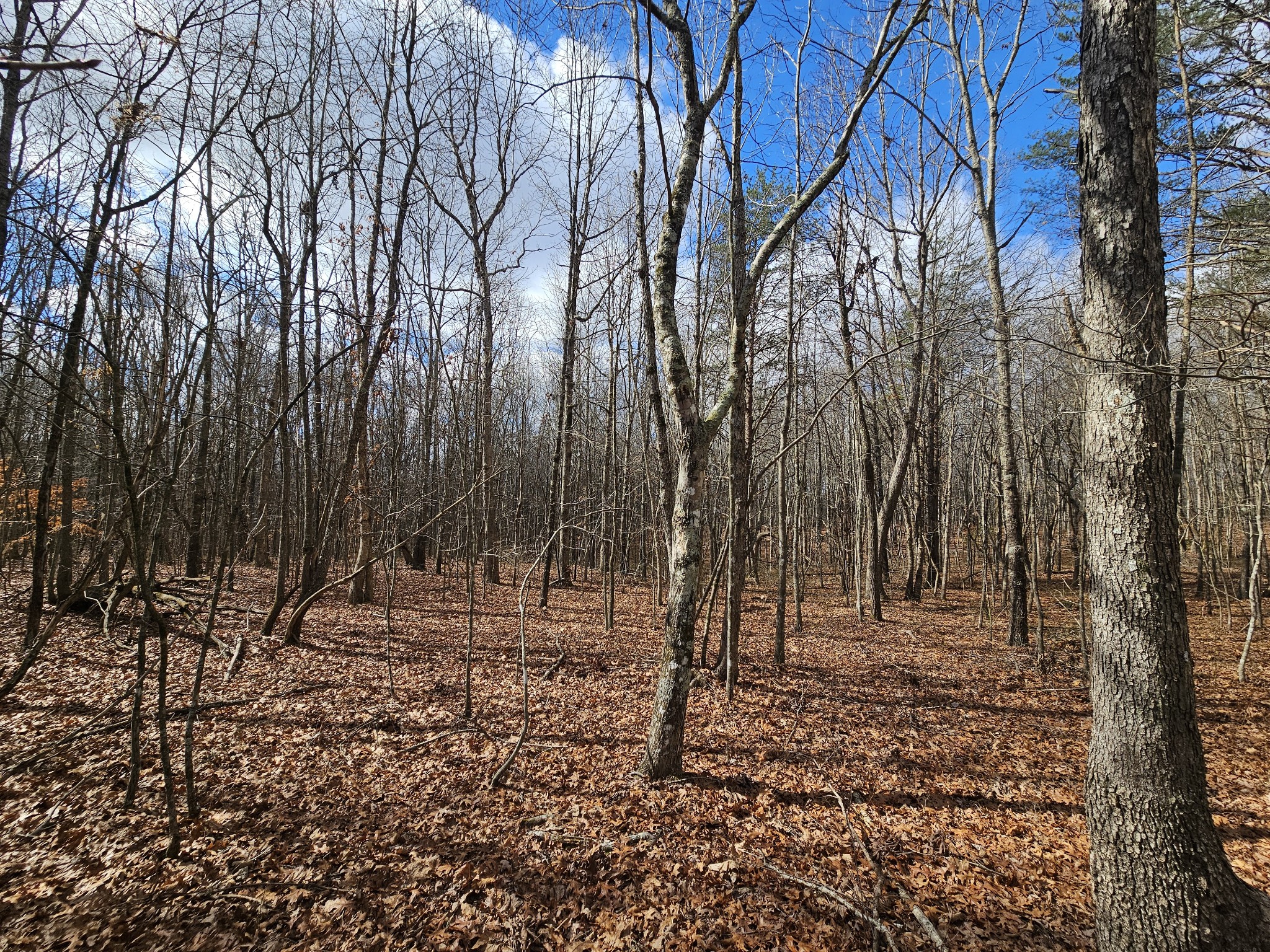 10 Griswold Road Altamont TN 37301