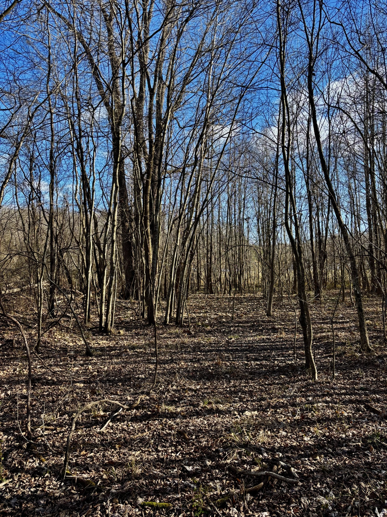 0 Wallace Road Waverly TN 37185
