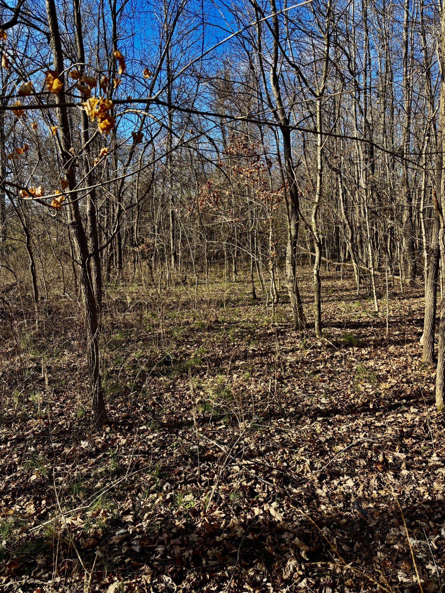 0 Wallace Road Waverly TN 37185