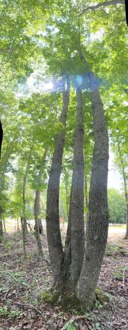 72 Lady Slipper Lane Monteagle TN 37356
