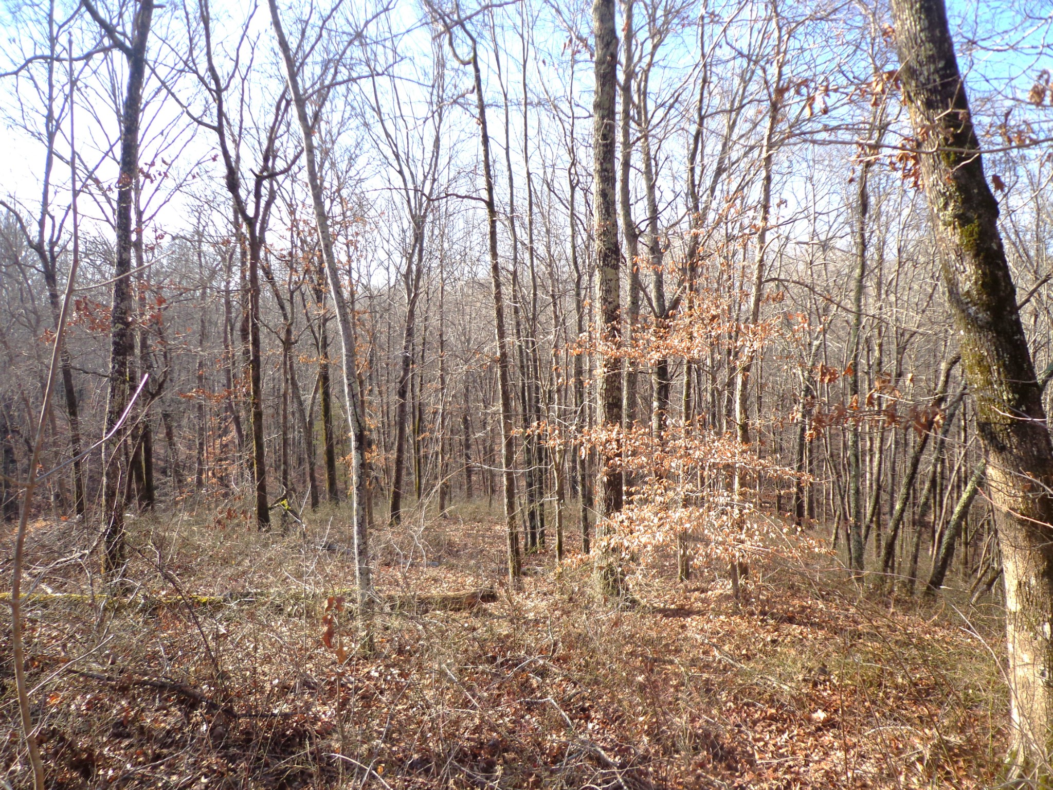 0 Deer Grass Lane Hurricane Mills TN 37078