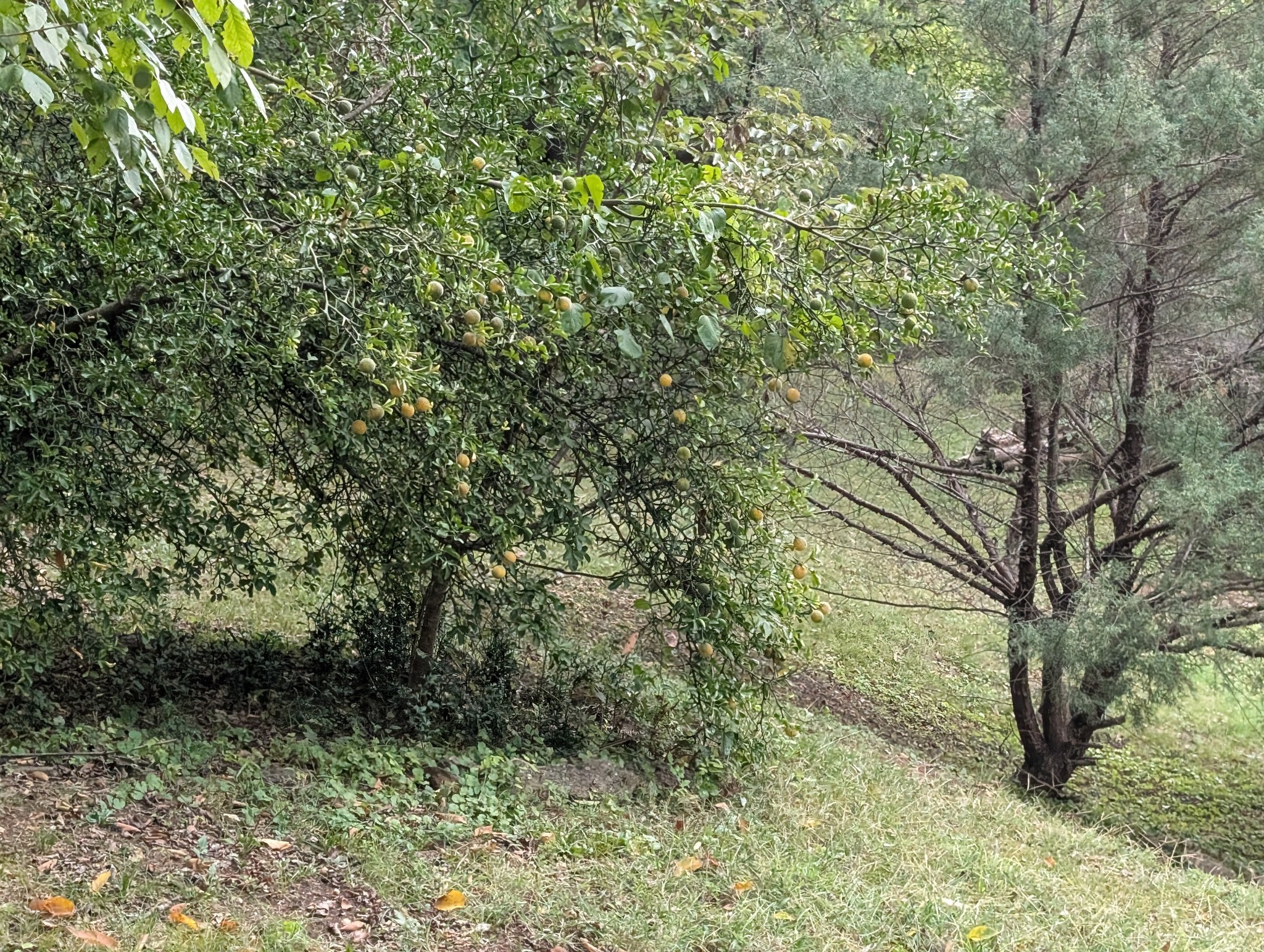 1551 Springfield Highway Goodlettsville TN 37072