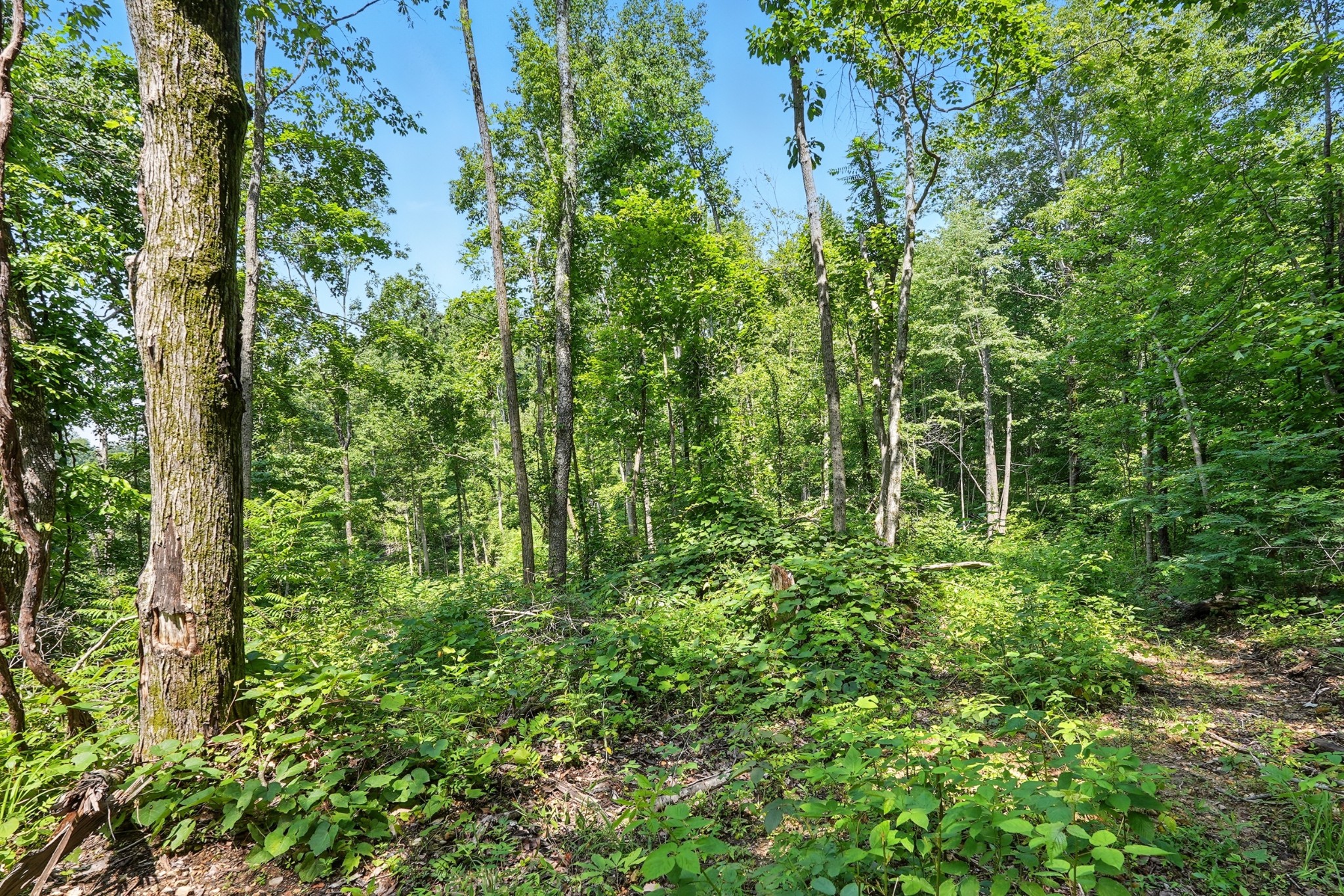 4006 Stones River Road Woodbury TN 37190