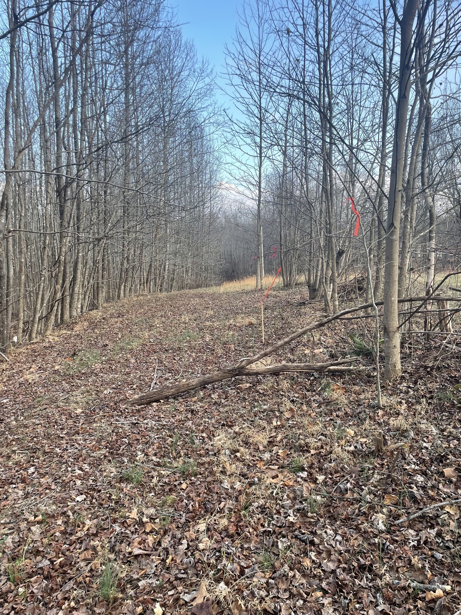 0 Sugar Tree Knob Road Liberty TN 37095