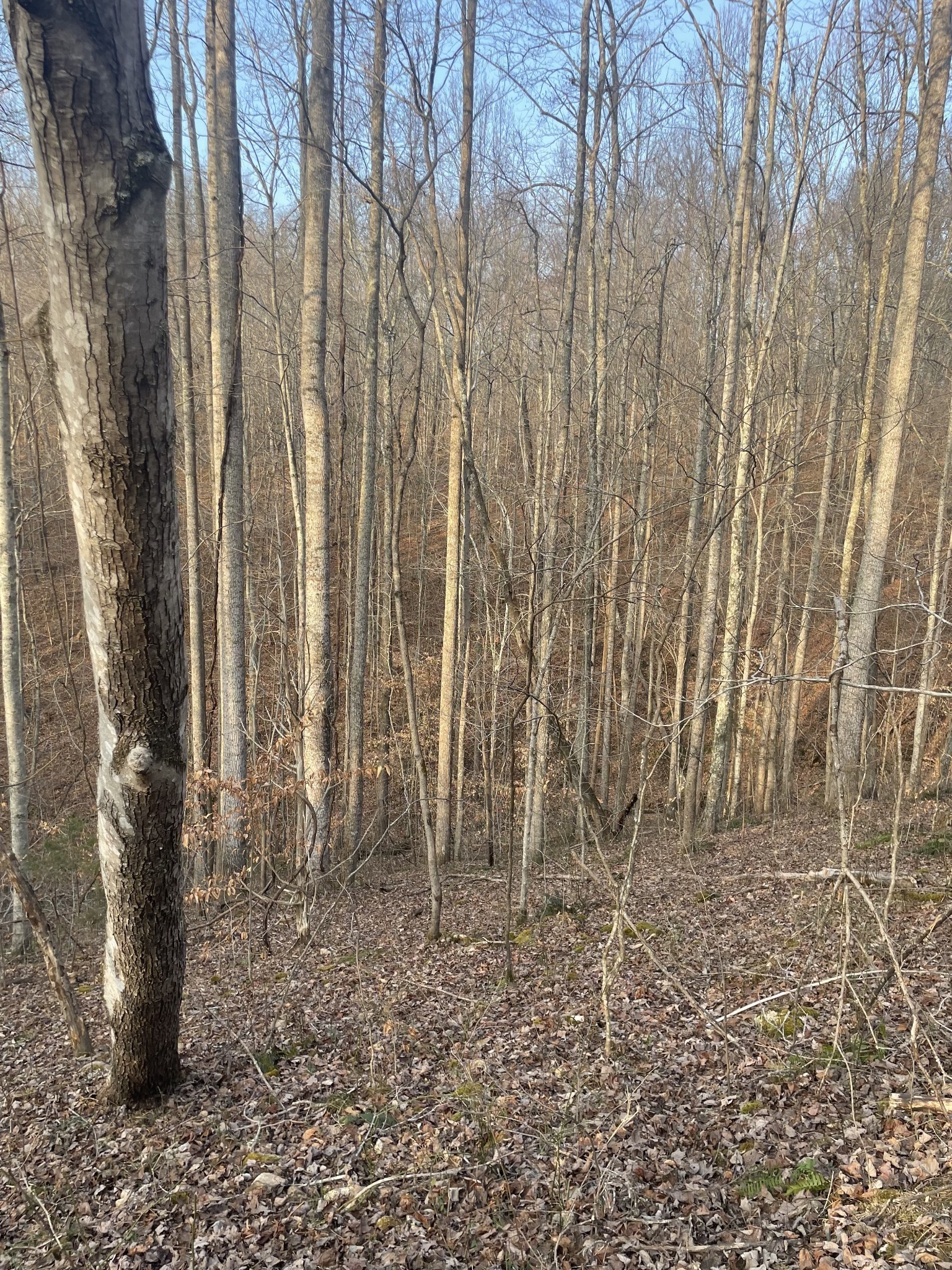 0 Sugar Tree Knob Road Liberty TN 37095